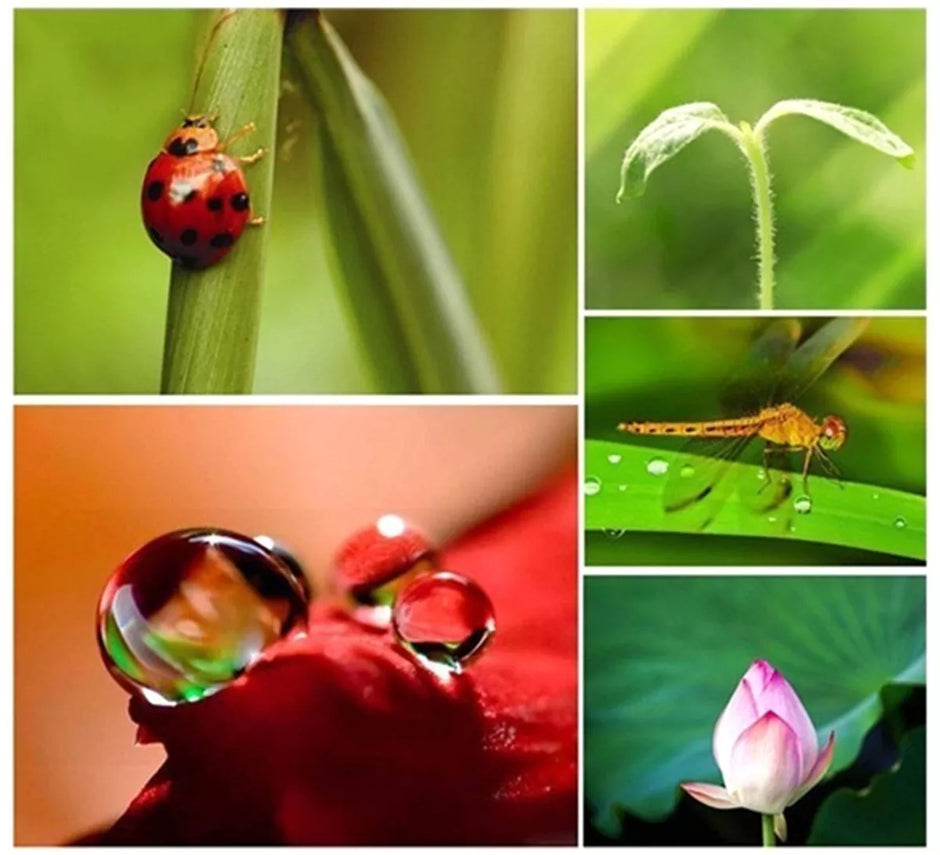 Objektyvų rinkinys telefonui 3in1